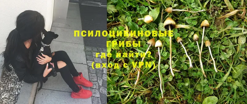 Галлюциногенные грибы Magic Shrooms  Нерехта 